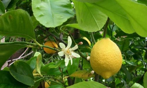Как и где растут лимоны Родина лимона является
