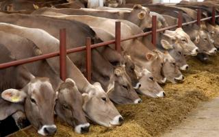Кормление коровы перед отелом в личном хозяйстве: особенности рациона Уход за бурёнкой после родов