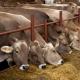 Кормление коровы перед отелом в личном хозяйстве: особенности рациона Уход за бурёнкой после родов